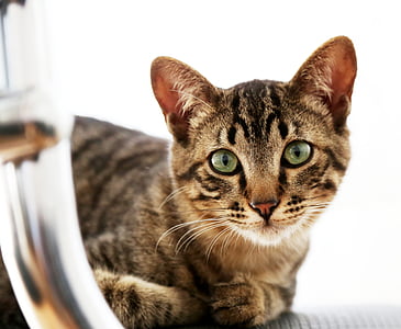 shallow focus photography of brown Tabby cat thumbnail