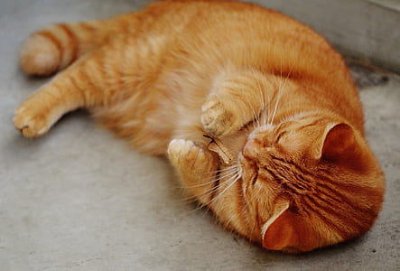 orange tabby cat lying on gray surface thumbnail