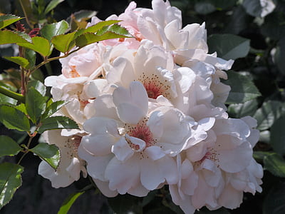 close-up photo of white roses thumbnail