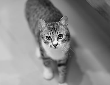 grayscale photography of tabby cat thumbnail