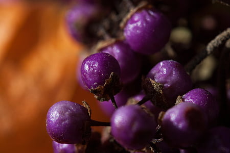 closeup photo of purple fruit thumbnail