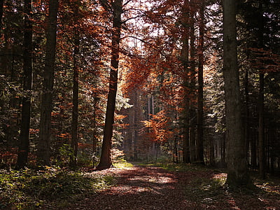 green trees during daytime thumbnail