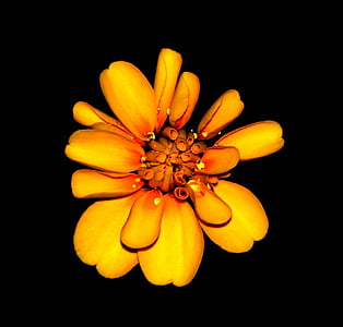 micro photography of yellow flower thumbnail