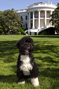 adult black and white standard poodle thumbnail