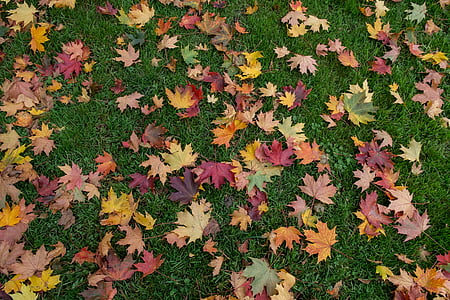 red, green, and yellow maple leaves on grass field thumbnail