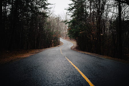 empty road surrounded by trees thumbnail