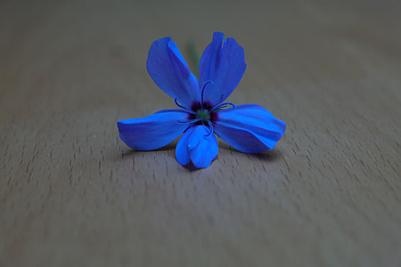 closeup photography of blue 5-petaled flower on brown wooden board inside room thumbnail
