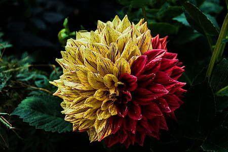red and yellow petaled flower thumbnail