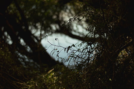 silhouette of trees thumbnail