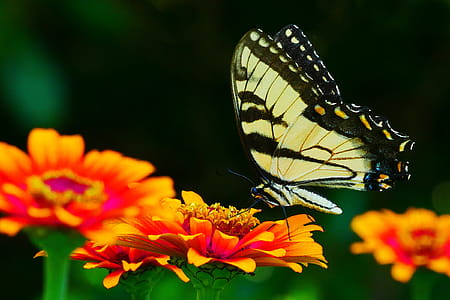 Picture of black and yellow swallowtail butterfly resting on a zinnia flower. thumbnail