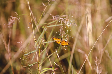selective focus photography of yellow butterfly thumbnail