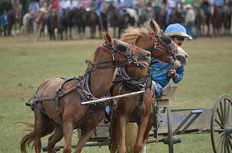 man riding horse with carriage at daytime thumbnail