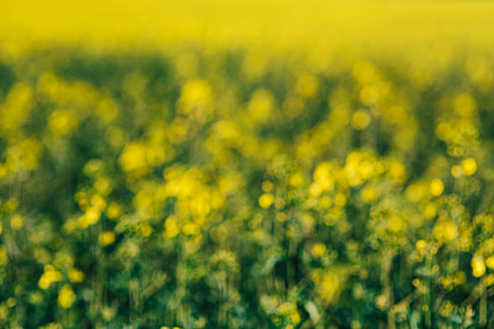 Rape field on a sunny day thumbnail