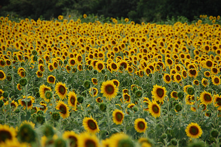 shallow focus photography of sunflower lot thumbnail