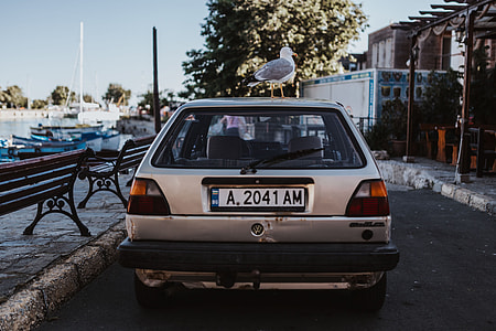 Seagull on a car roof thumbnail
