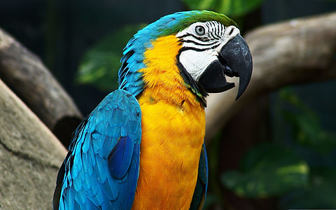 animal photography og yellow, blue and white parrot on top of brown wood tree branch thumbnail