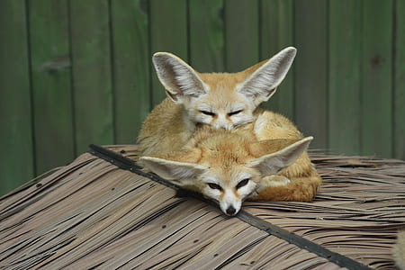 two beige fennec fox on roof thumbnail