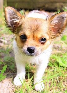 tan and white Papillon puppy thumbnail