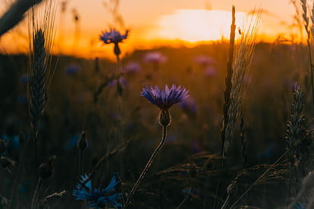 purple petaled flower in selective focus photography thumbnail
