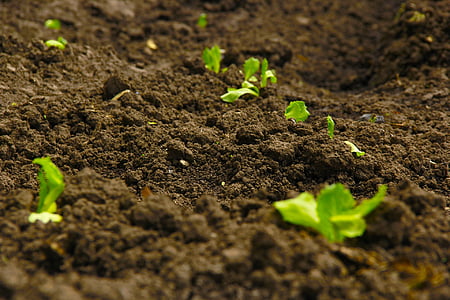 green leafed plant thumbnail