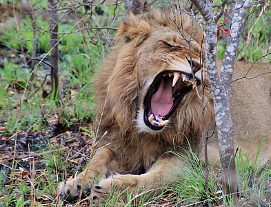 lion yawning lying on grass beside gray trees during daytime thumbnail