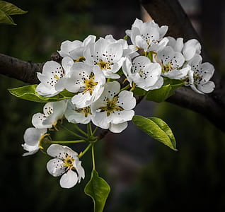 white tree blossom in close up photography thumbnail