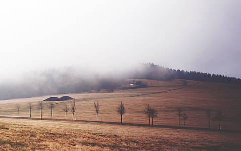 foggy mountain covered with withered grass at daytime thumbnail