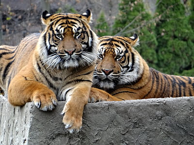 two tigers during daytime thumbnail