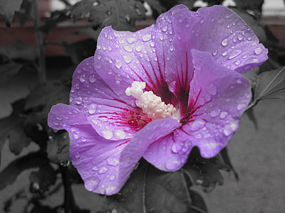 purple flowers thumbnail