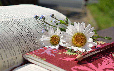 white daisy flowers on top of book at daytime thumbnail