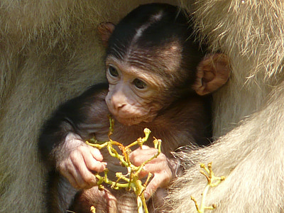 wildlife photography of baby monkey thumbnail
