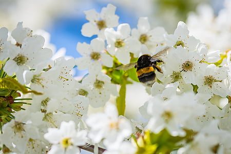 black and brown bumble bee collecting nectar in white petaled flowers thumbnail
