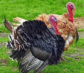 two domesticated turkeys on grass field thumbnail