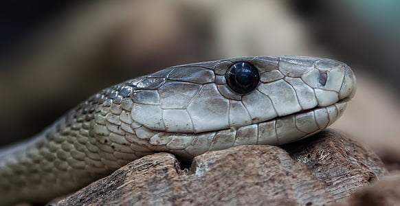 close-up photo of grey snake thumbnail