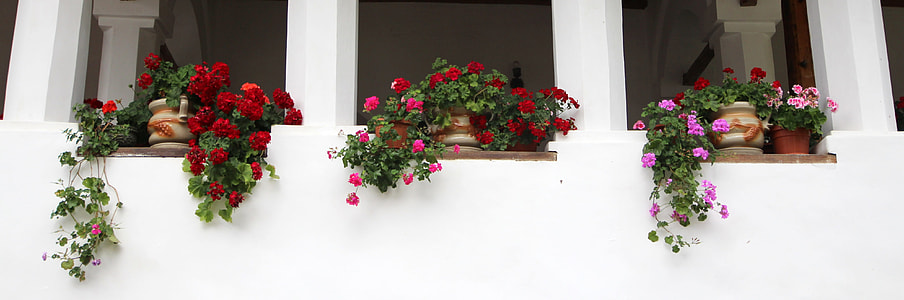 low angle photography of red and pink petaled flowers thumbnail