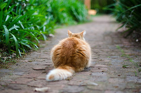 brown cat besides green leafed plants thumbnail