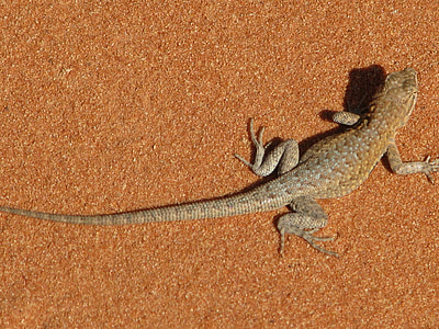 brown lizard on brown surface thumbnail