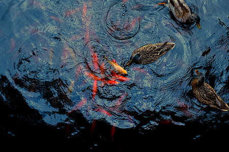 photograph of school of koi fish thumbnail