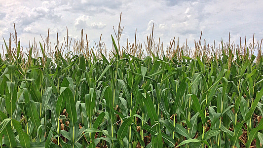 cornfield close-up photography thumbnail