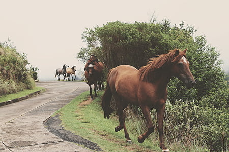 horses walking along pathway thumbnail