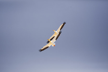 low angle photography of two white-and-black birds flying thumbnail