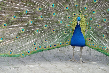 nature, bird, pattern, animal thumbnail