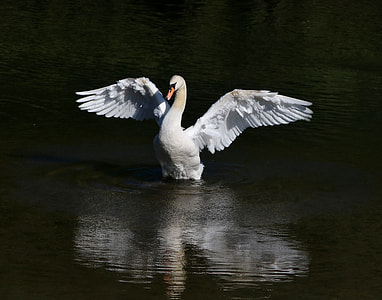 white swan on lake thumbnail