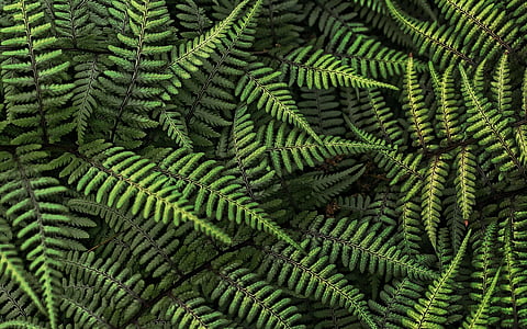 green Boston fern thumbnail