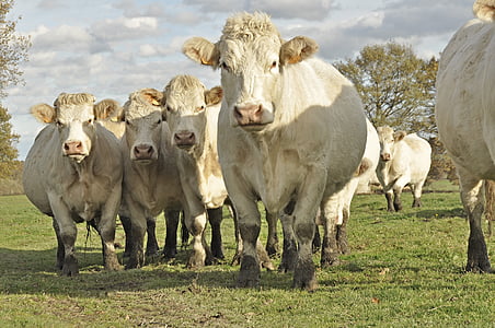 herd of cow standing on grass thumbnail