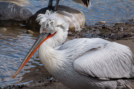white pelican bird on seashore thumbnail