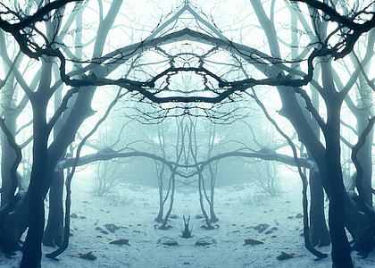 bare tree under white sky at daytime thumbnail