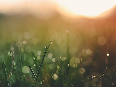 selective shot photo of green grass during daytime thumbnail