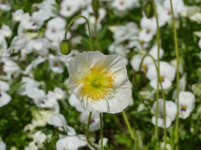 close up photo of white flowers thumbnail