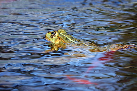 green and yellow frog on body of water thumbnail